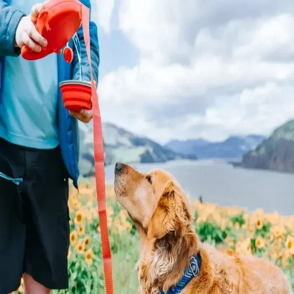 4 In 1 Retractable Kettle Dog Leash - Image 6